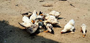 Desi ducks