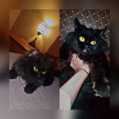Persian for sale