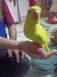 parrot