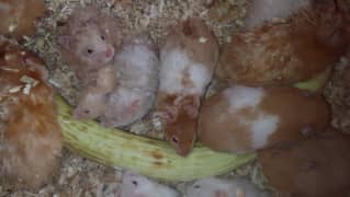 Hamster