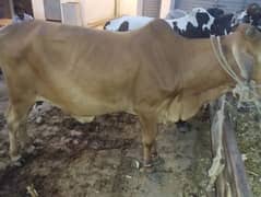bachra