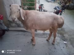 Big size Dumba 333-525-8021