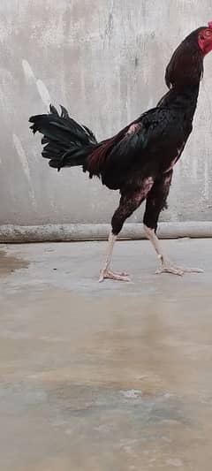 aseel breed