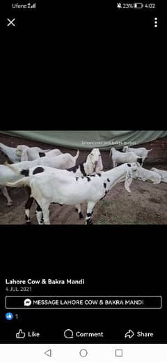 kasi na pakra zaba karwhana ho  qasyi available ha03355167924 n