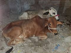 3 Vachay For Sale For Qurbani Dhondy hai