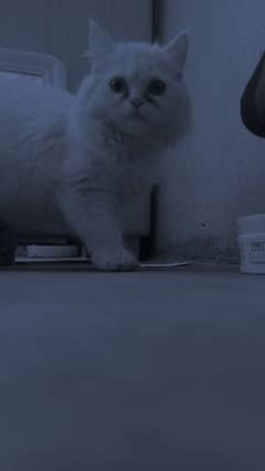 Persian cat