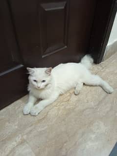 Doll face blue eyes long coat persian cat
