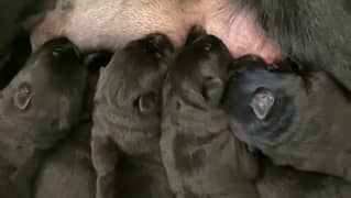 20 days pops available. in swat ful black jarman sheper. pop.