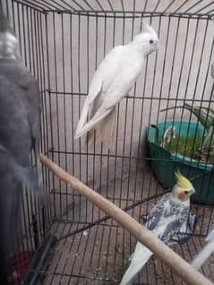 cocktail parrots