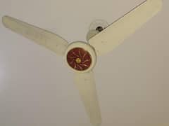 fan