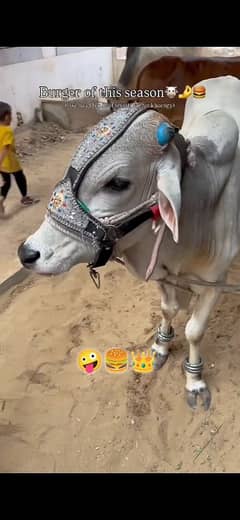 qasai