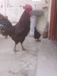 Desi murga wats app no 03025637512