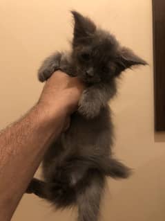 Siberian kitten 4 weeks