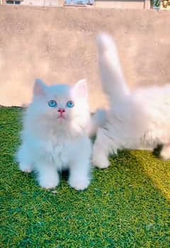 Persian