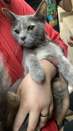 Persian Grey Cat