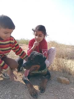 rottweiler