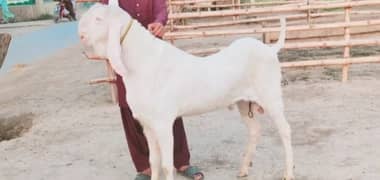 Qurbani lagwane wala bakra For Sale WhatsApp 0326,9382,133