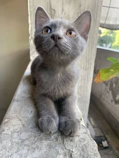 British short hair grey colour beautiful baby male
