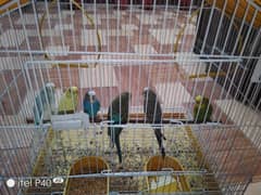 3 Pairs of Parrots