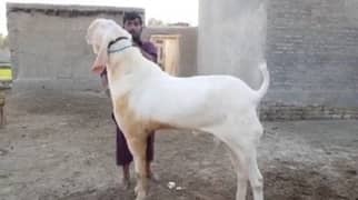 Rajanpuri Bakra Urgent For Sale WhatsApp 0326,9382,133