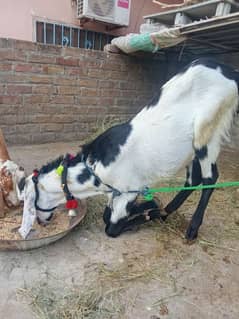 Bakra