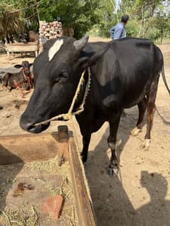 Wacha for Qurbani