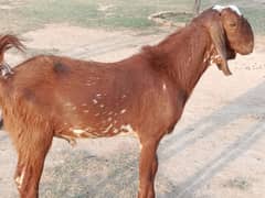 bakra