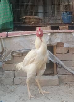 Aseel Quality Heera Pair for Sale 03089179667