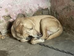 British Labrador male available for sale