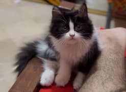 persian kitten male