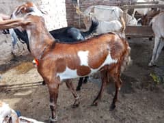 qurbani