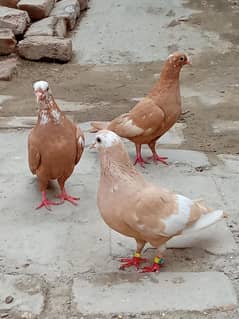 2 jogii phtiya or ek peli female