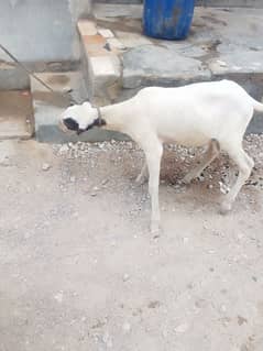 gar ka Pala hova ha dabal Hadi ha bast for Shok