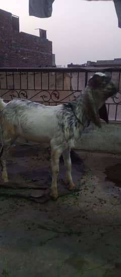 urgent sale only interested public rabta kro. .