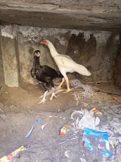 Aseel Pair Heera cross 3 months Age  ( 03204661930 )