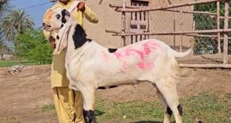 disi beetle Bakra for urgent sale WhatsApp 0370,48,15,728