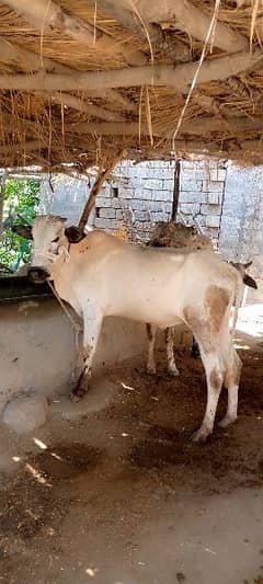 Bull