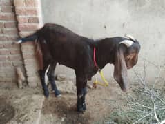 Bakra