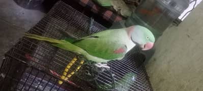 kashmiri raw pair for sale. 03038587673