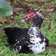 MUSCOVY DUCK MALE