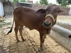 Wehri qurbani age 26 month confirm