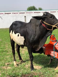 cows male beautiful