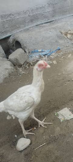 paper white hera