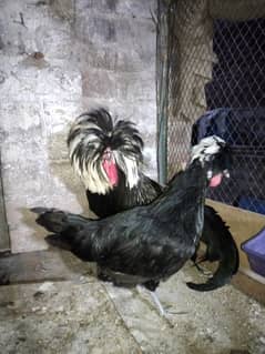 black polish breeder