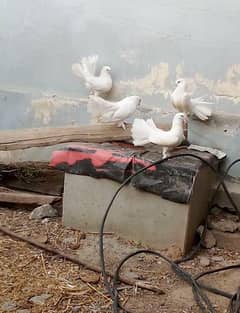 pigeon