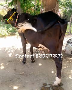 Cow for sale Contact 03125173572/03130026074