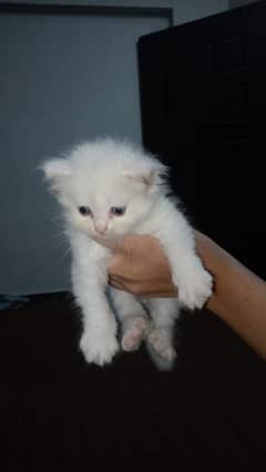 Persian kitten for sale in log hair