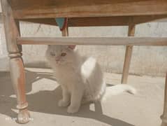 Persian Pair cat for sale