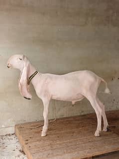 kajla for sale