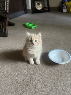 Persian kittens